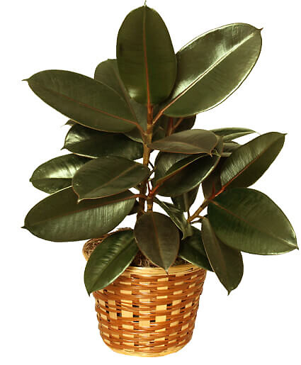 Rubber Plant Basket