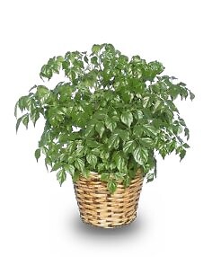 China Doll Aralia Plant