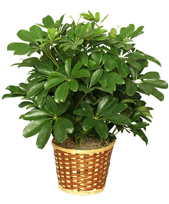 Dwarf Schefflera