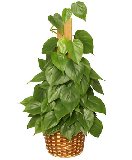 Heartleaf Philodendron