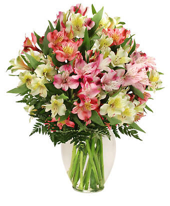 Alluring Alstroemeria