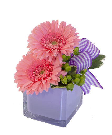 Petite Gerberas